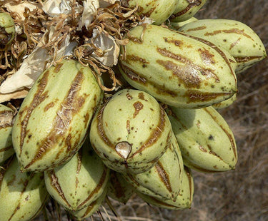 5 JOSHUA TREE Palm Tree Yucca Brevifolia White Flowers Cactus Succulent Seeds
